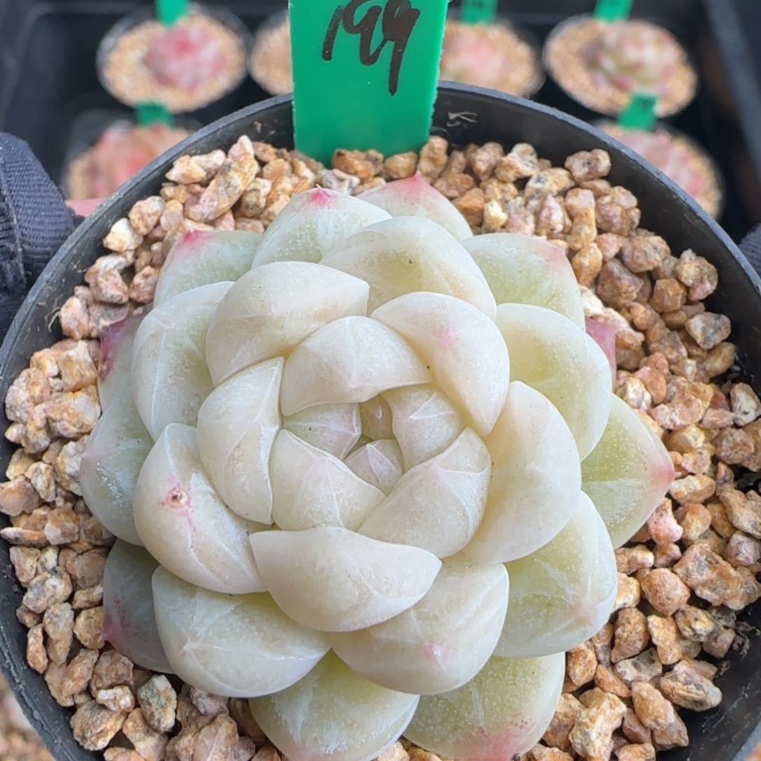 多肉199   糖心   5厘米盆