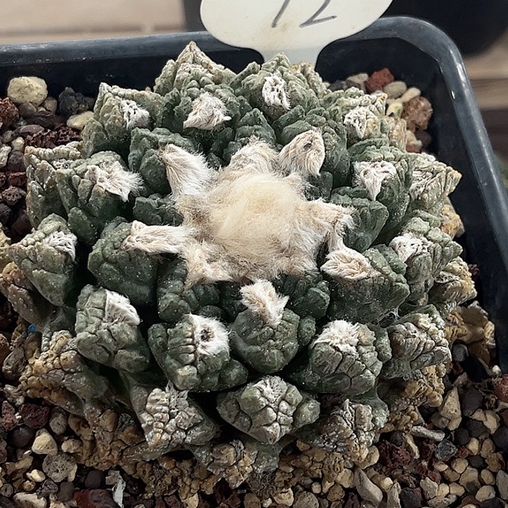 邪**金72龟11111111