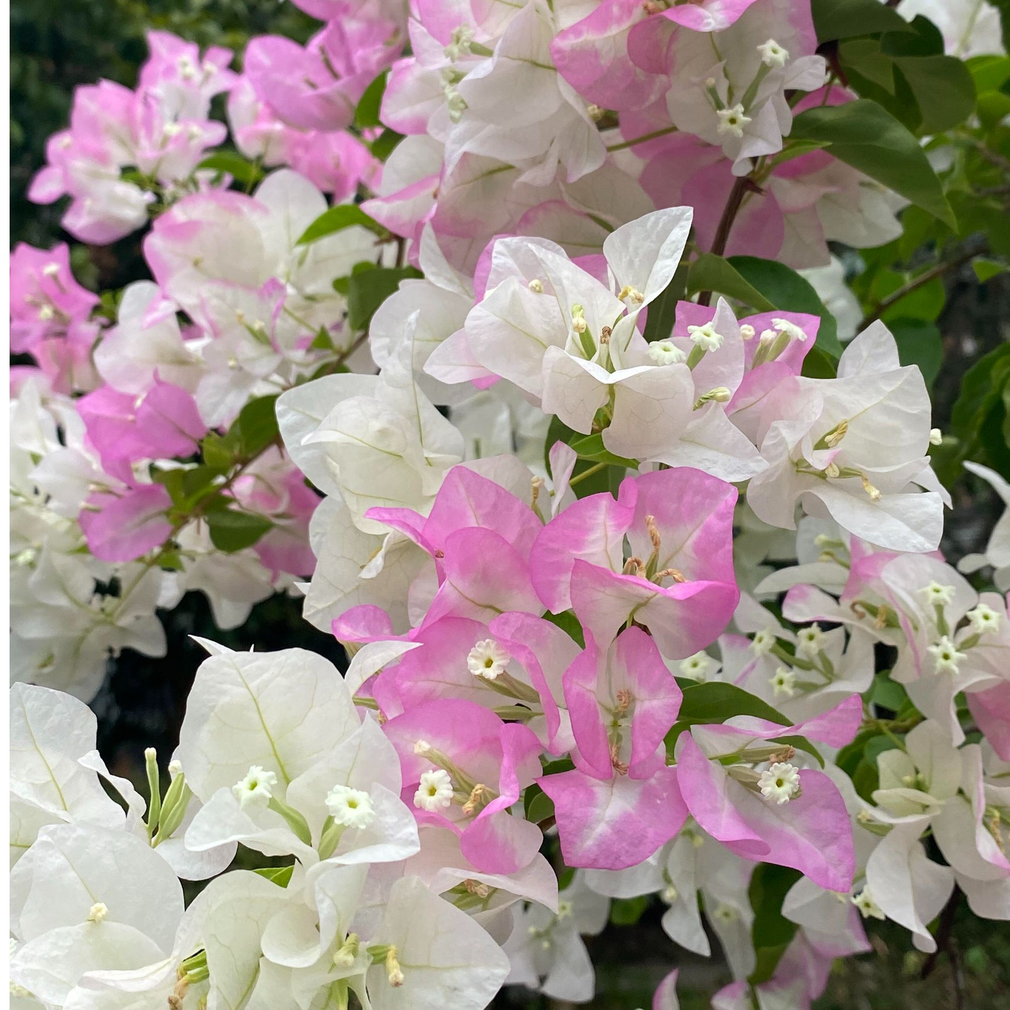 一物一拍三角梅苗四季开花带花原盆原土阳台庭院花卉