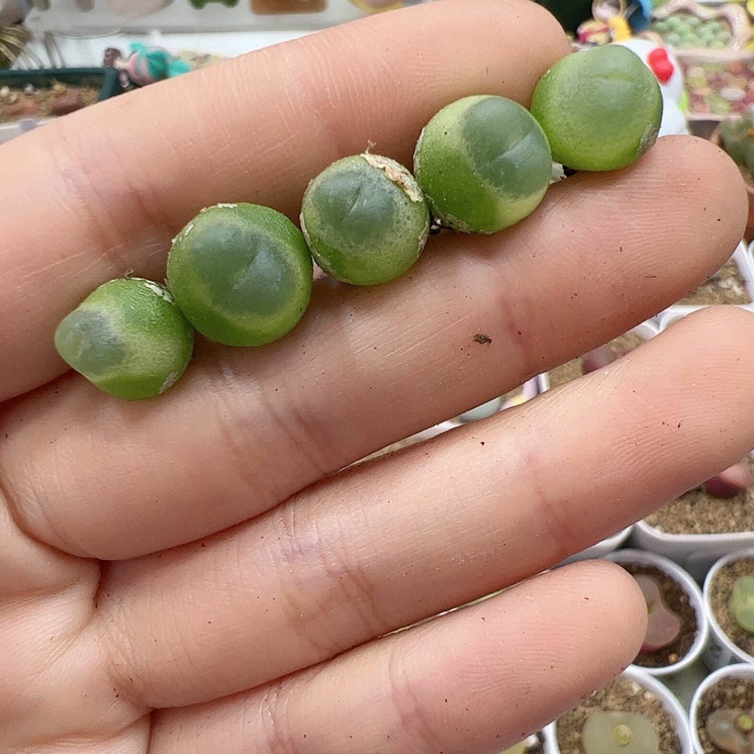 【闪购商品】211 紫皮拉登*5