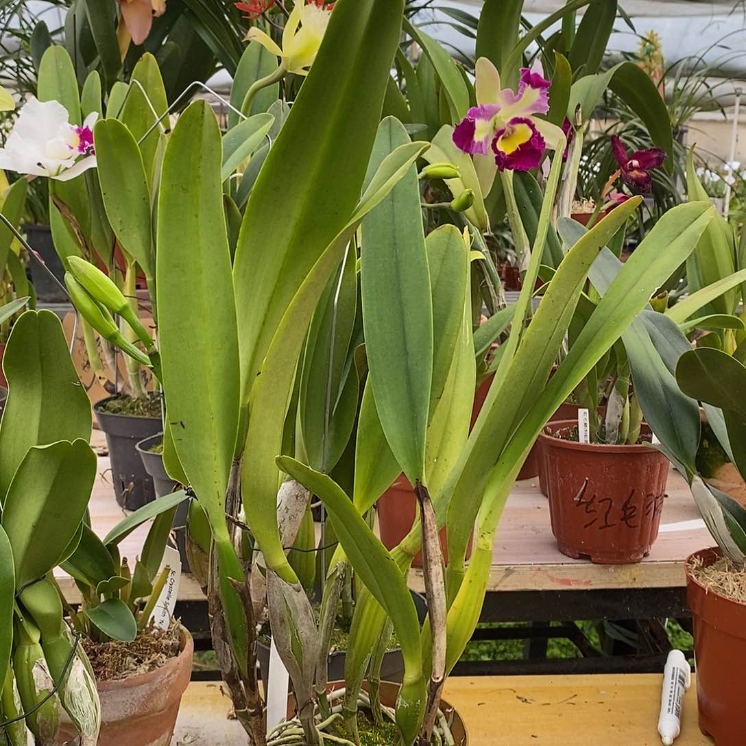 全部花苞用****2甘比