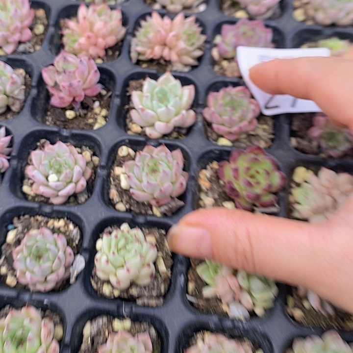 27 多肉植物盆栽花卉植物