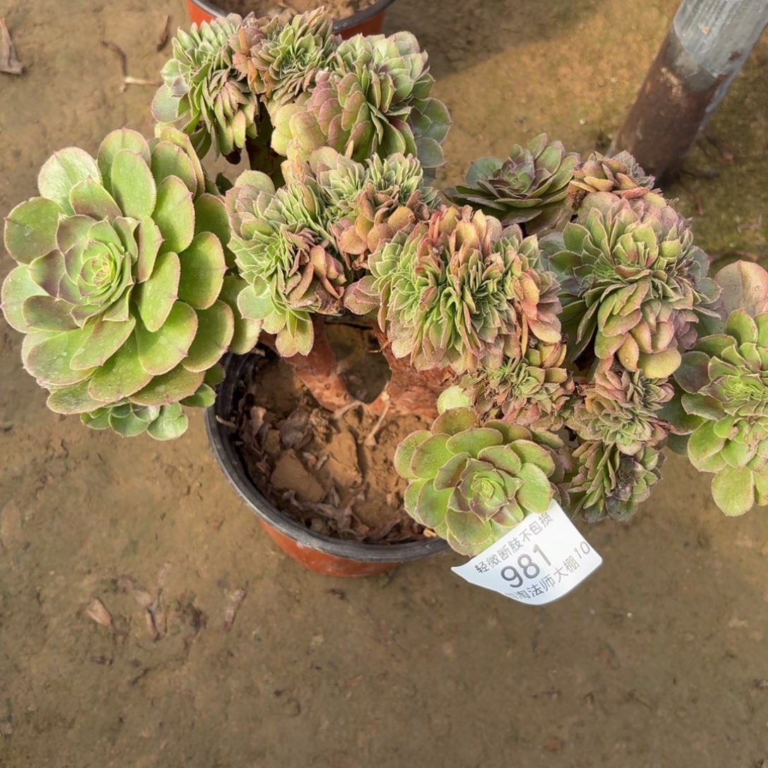 任***姐981万圣节缀化多肉植物