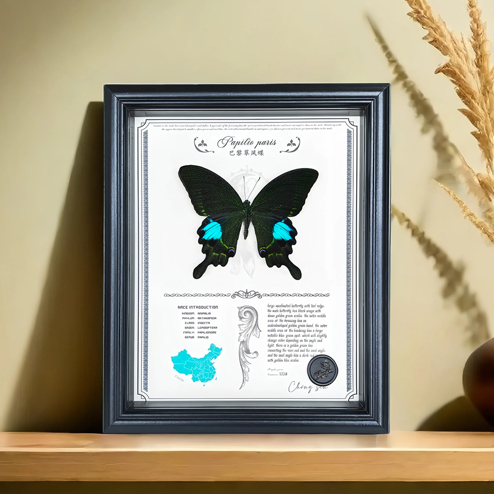 巴黎翠凤蝶蝴蝶标本装饰画桌面摆件客厅装饰画生日礼物送女生男生