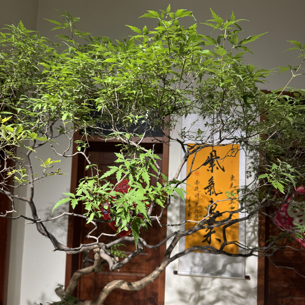黄荆绿植盆景适合茶台书房客厅阳台装饰