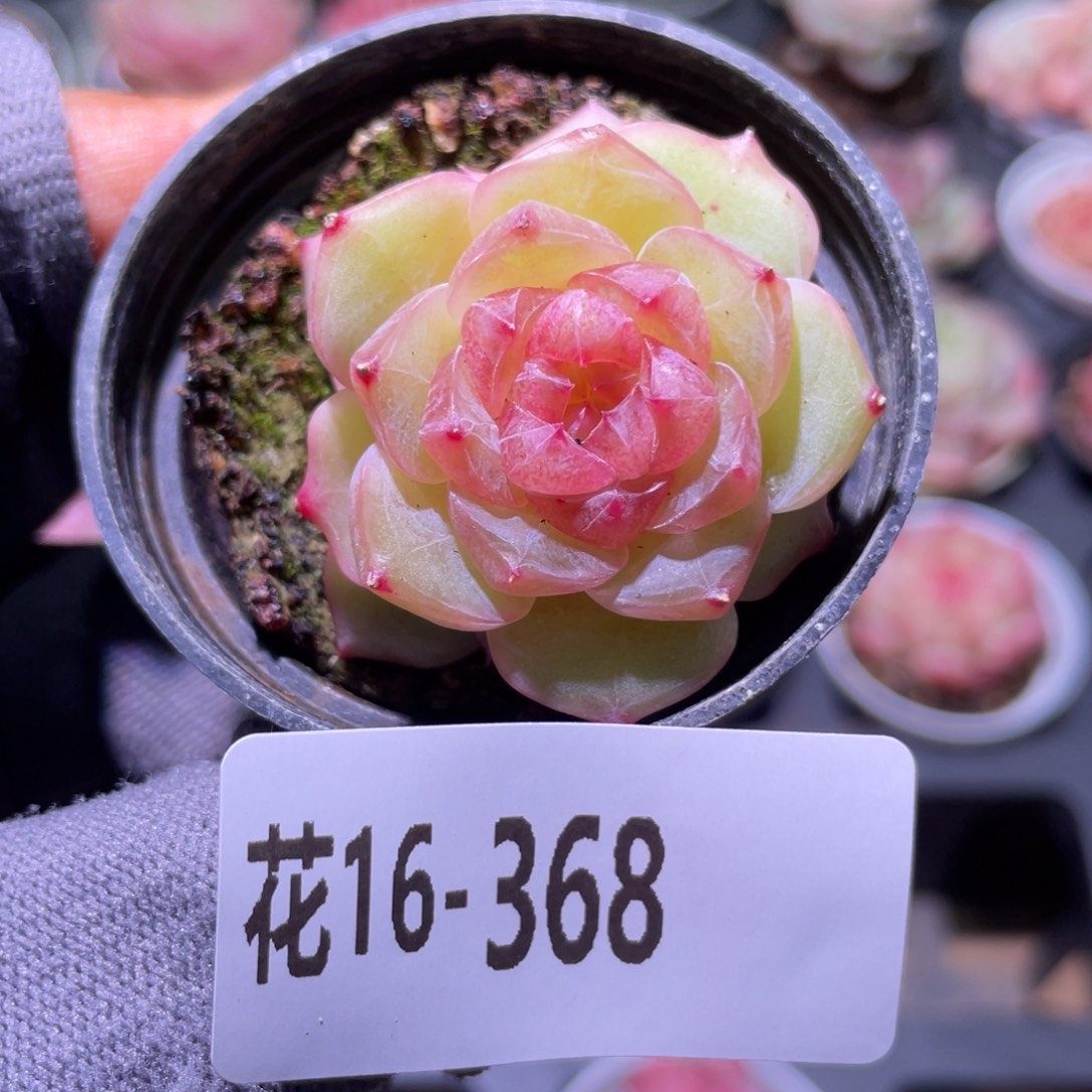 花利美16-368福利珍妮