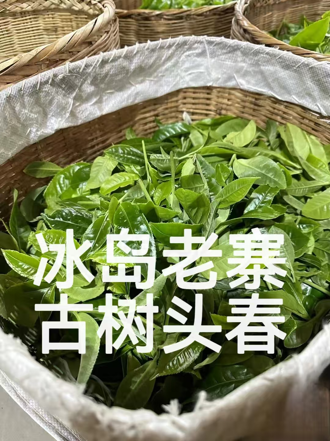 2025 头春 冰岛老寨【核心地块】300年古树纯料 散茶