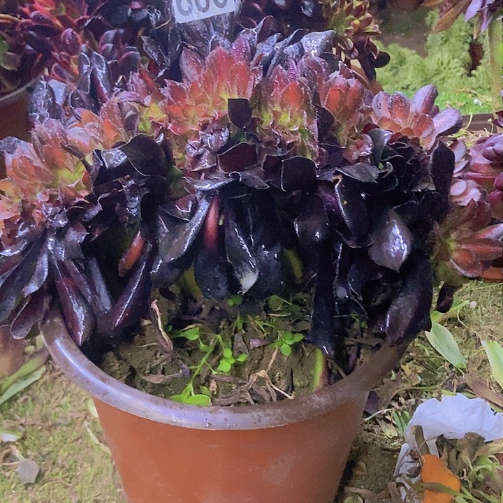 600花纳缀化小板子
