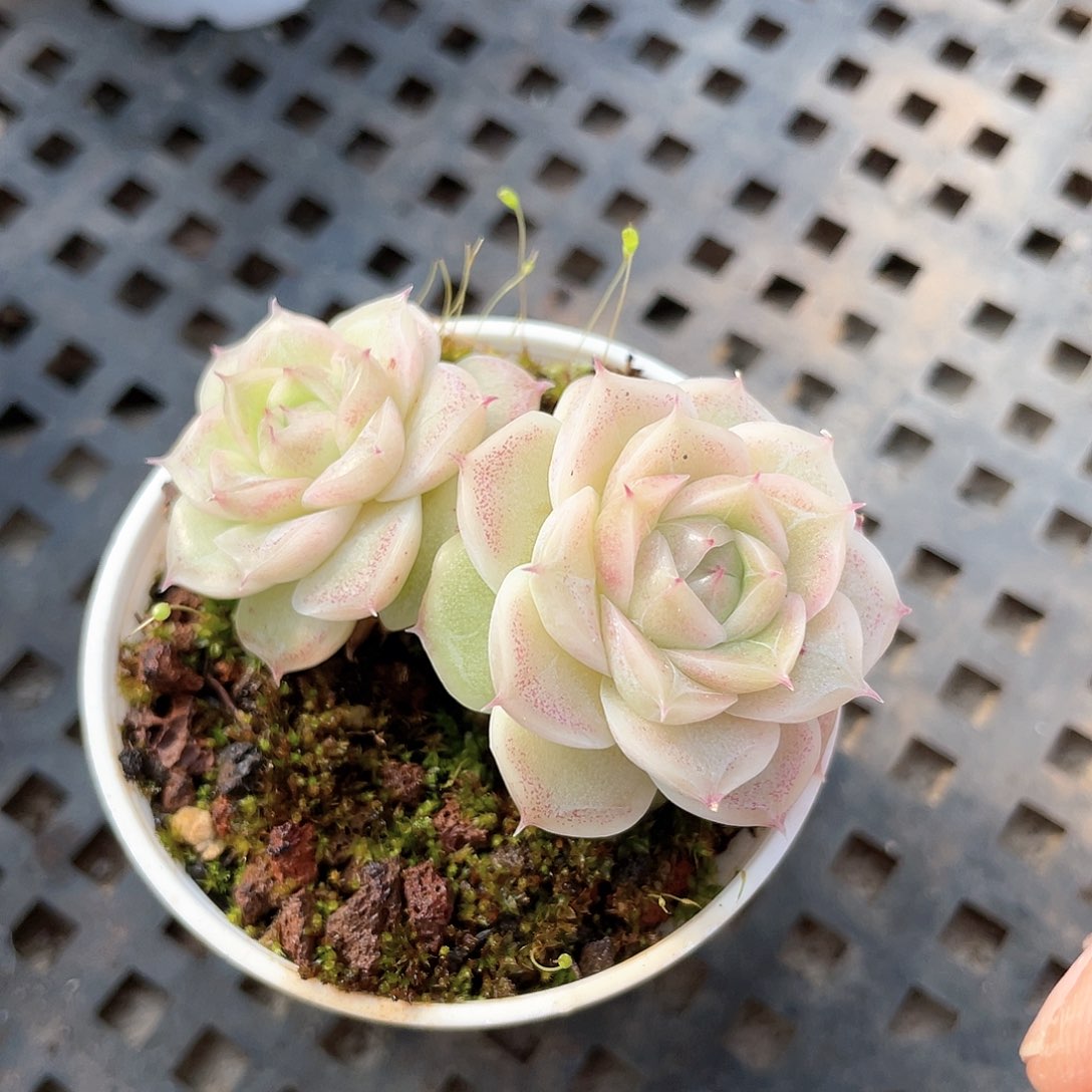 优选编号女王8039