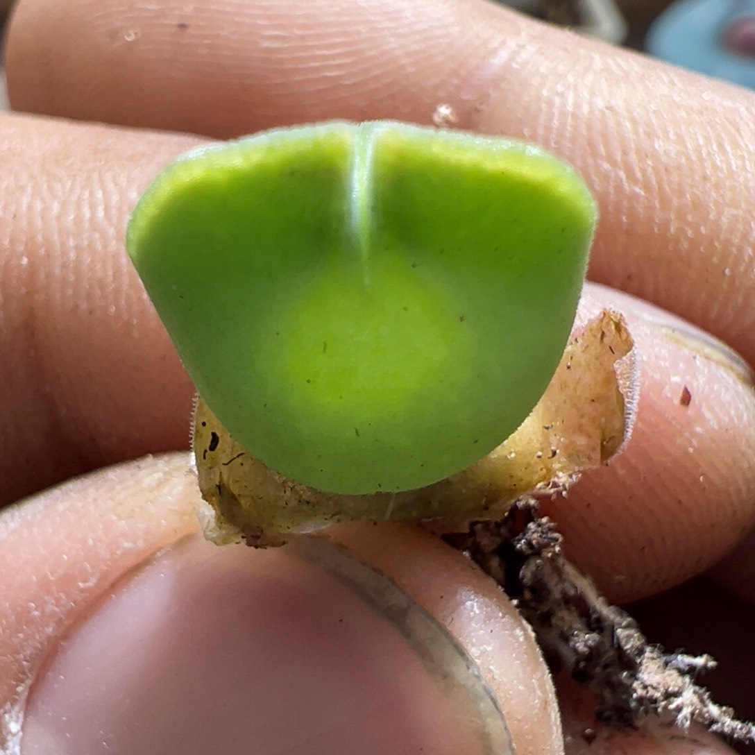 308青蛙优选大眼空蝉大大大眼