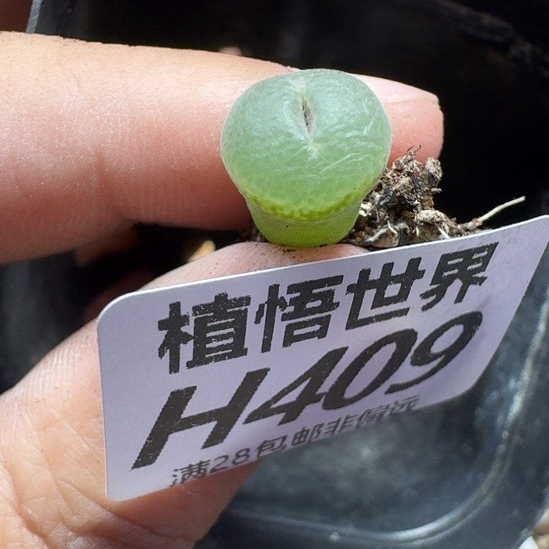 多肉植物的人生ghjj