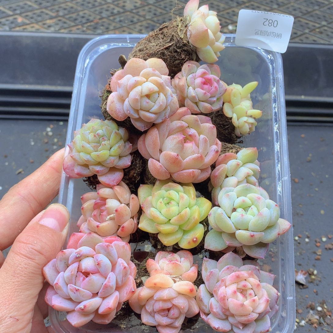 反反复复还是很开心的082