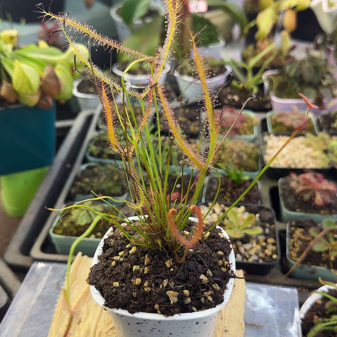 无花朵巨型叉叶茅膏菜