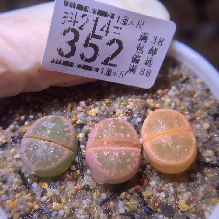 精品生石花214.352