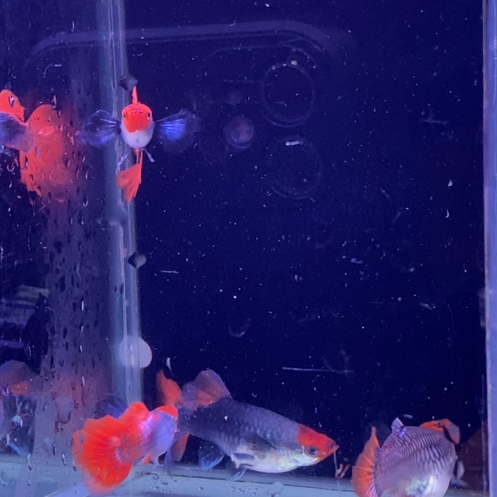 孔雀鱼白金红头大耳3对