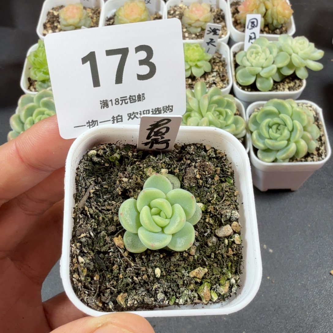 青柠单头一物一拍173