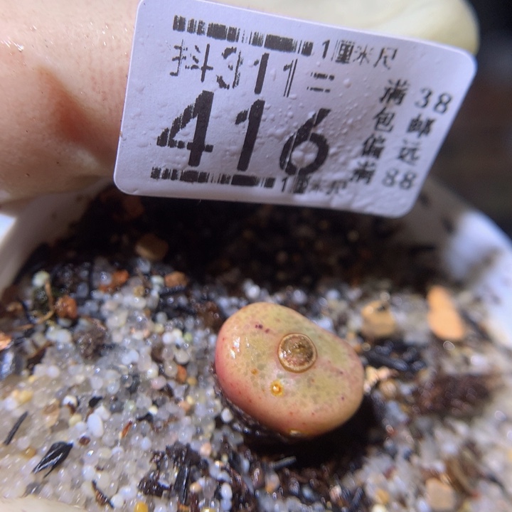 精品生石花311.416毛杂