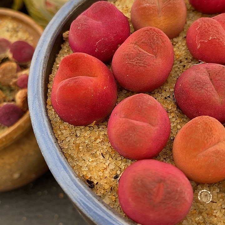 红樱桃一颗红樱桃