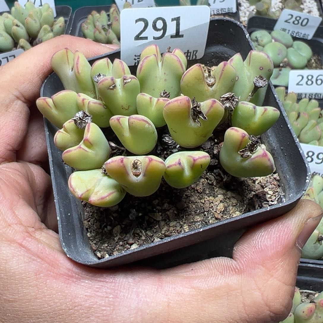 【闪购商品】 291。     