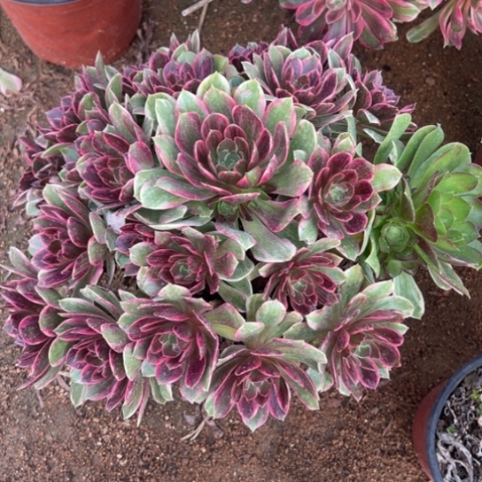 浣纱多肉植物花花0000