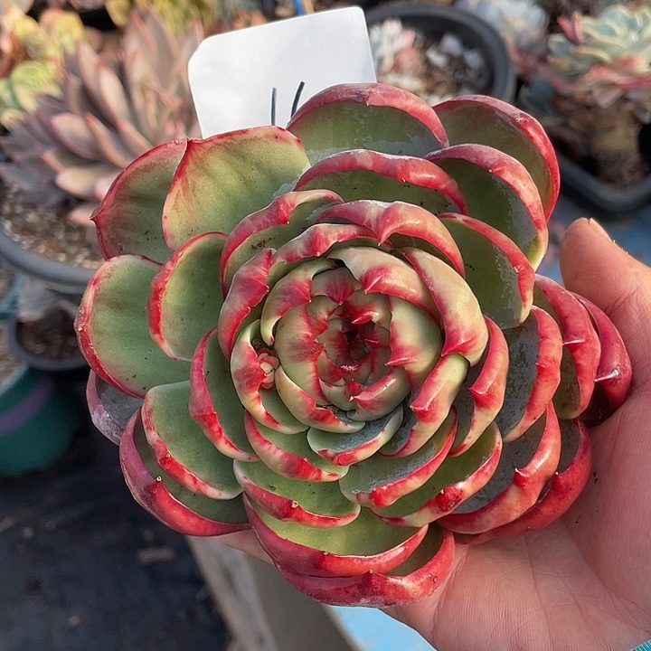 叶***黎16/////////////：：：