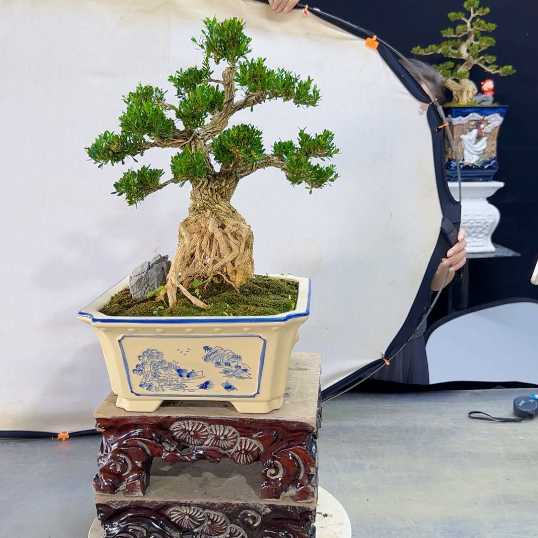 高端黄杨盆景艺术