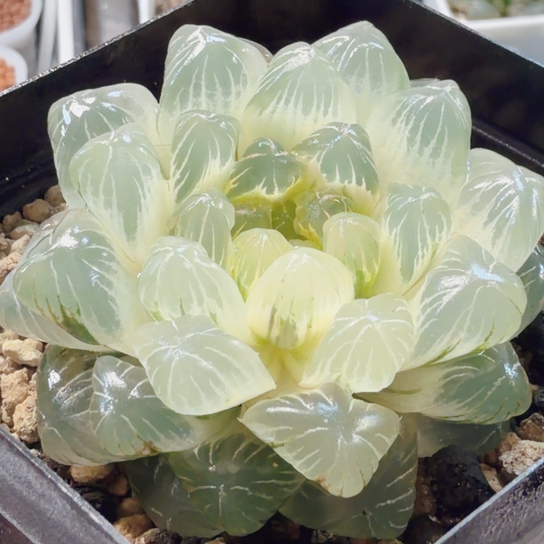 十二卷实生冰灯锦糊班