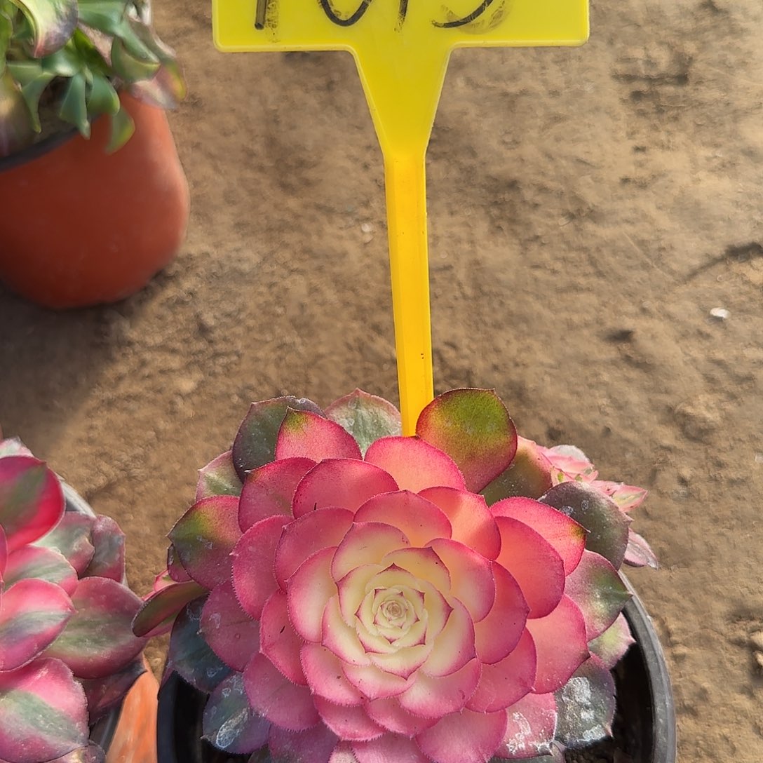 4015--荔枝多头多肉植物