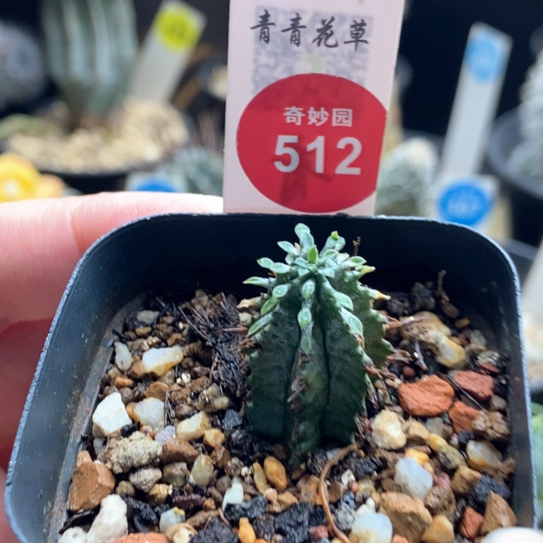 自根白肌魁伟玉一颗