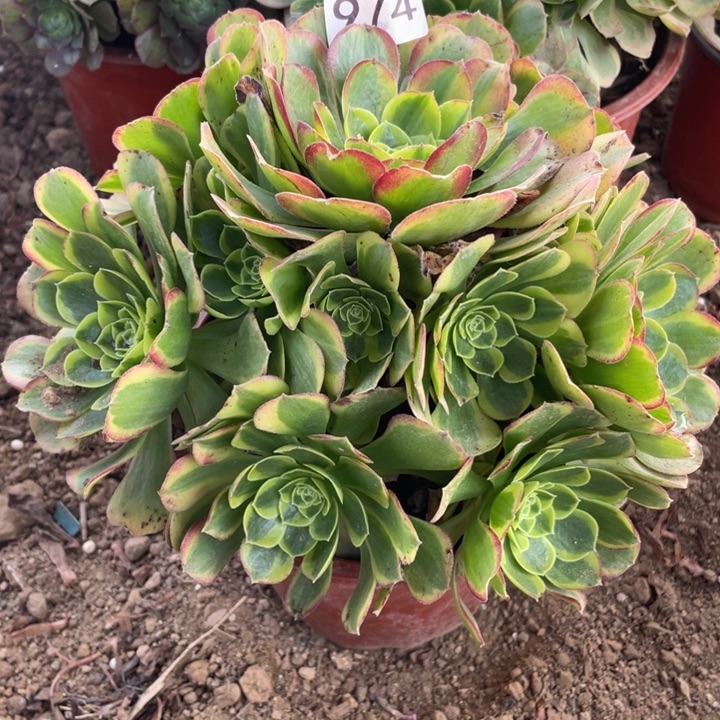 无花朵974奶白多肉植物