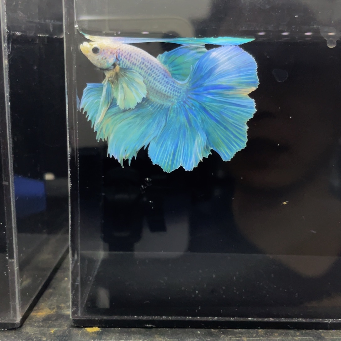 海水鱼哈哈哈哈哈哈试试说