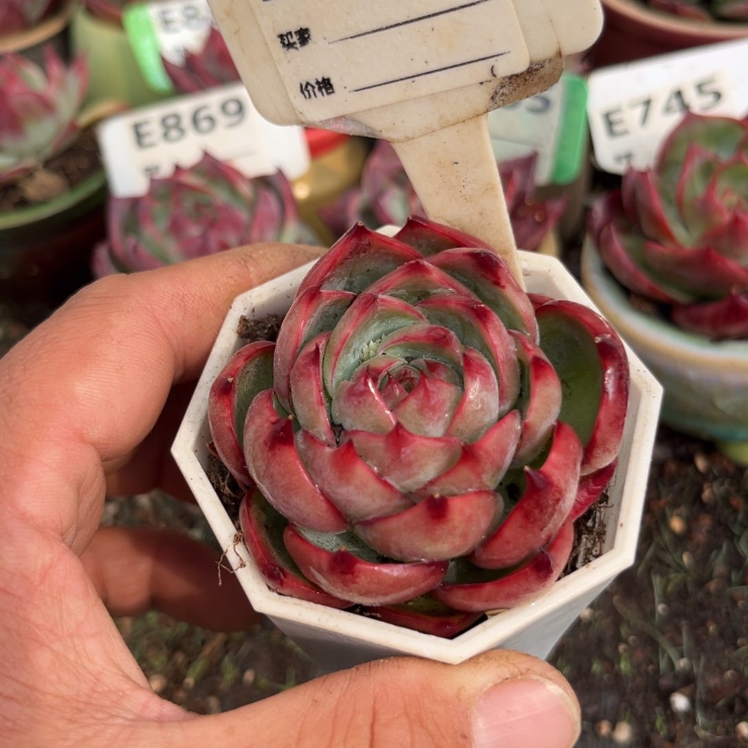 惊鸿一瞥641号多肉