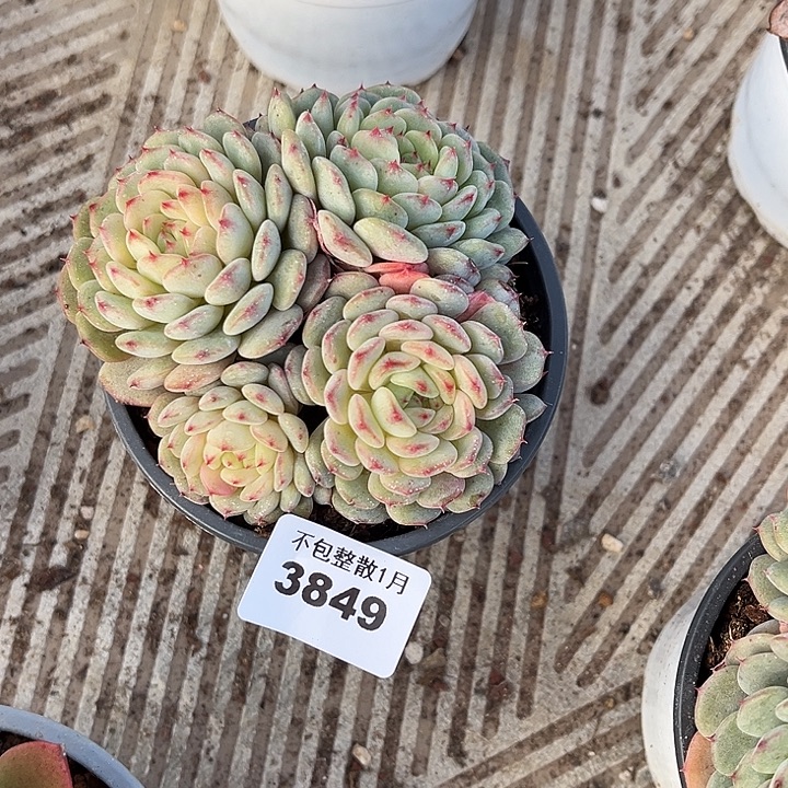 阿雅园艺。      3849白胖子