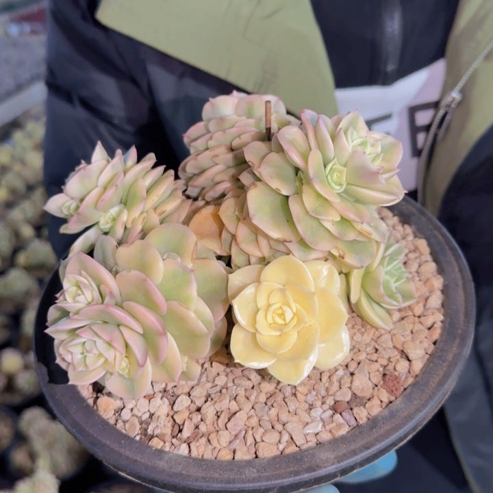 愚*鹤一物一拍蜡牡丹锦