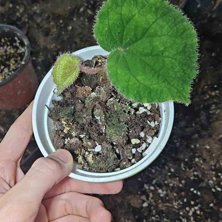 原生秋海棠一物一拍