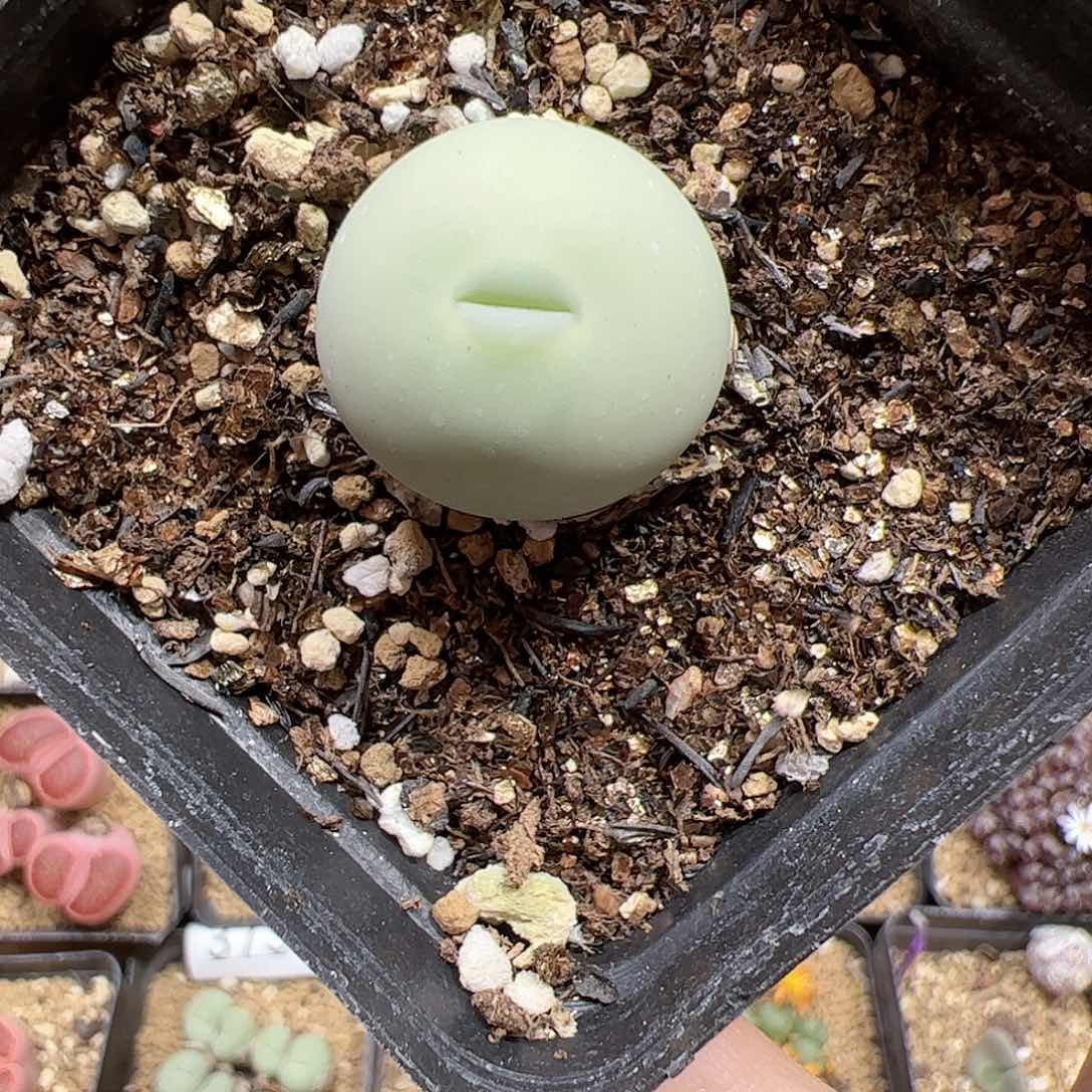 【闪购商品】41 鸽子蛋