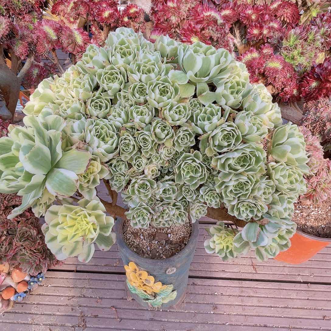 【闪购商品】无花朵迈巴赫