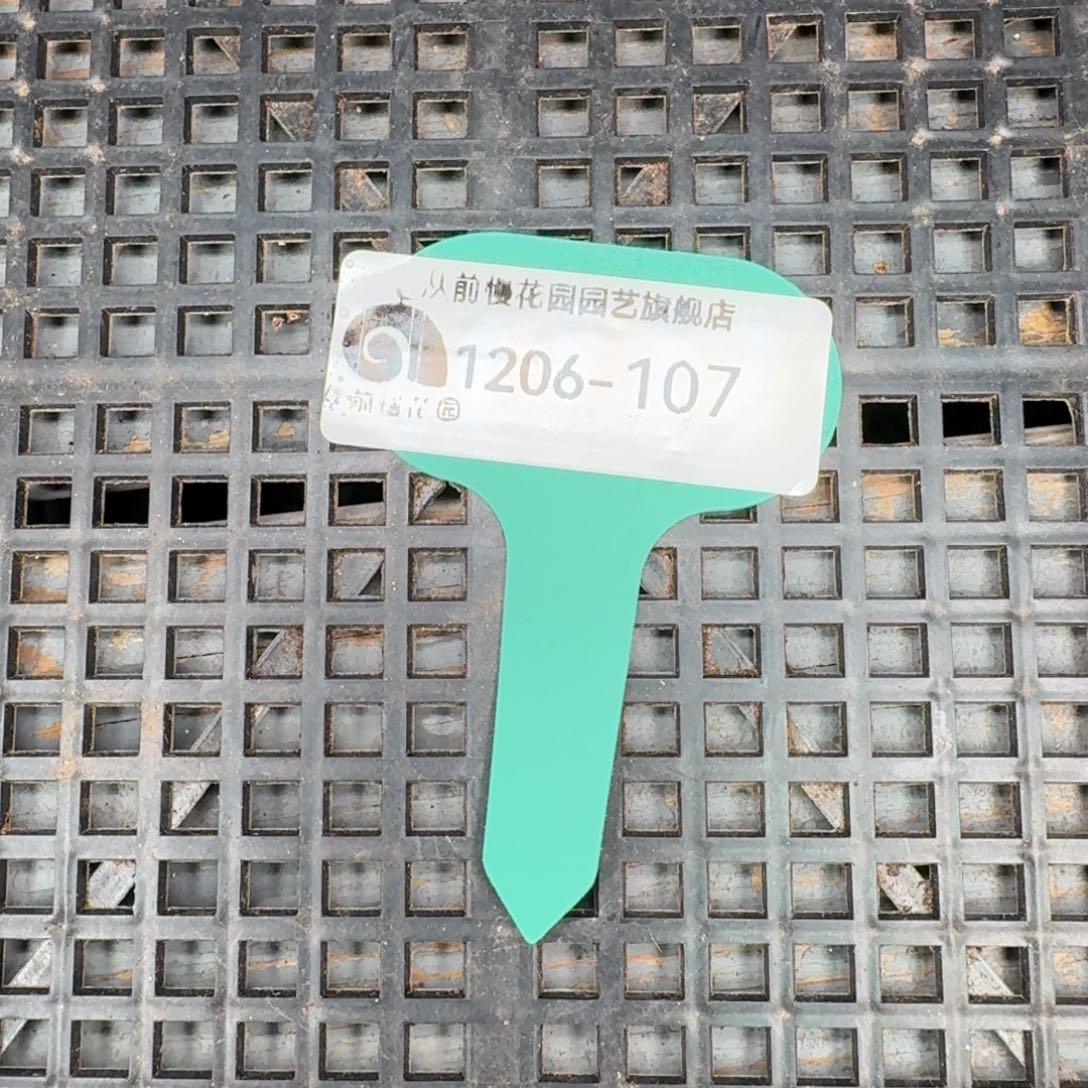 从前慢多肉精选编号1206.107