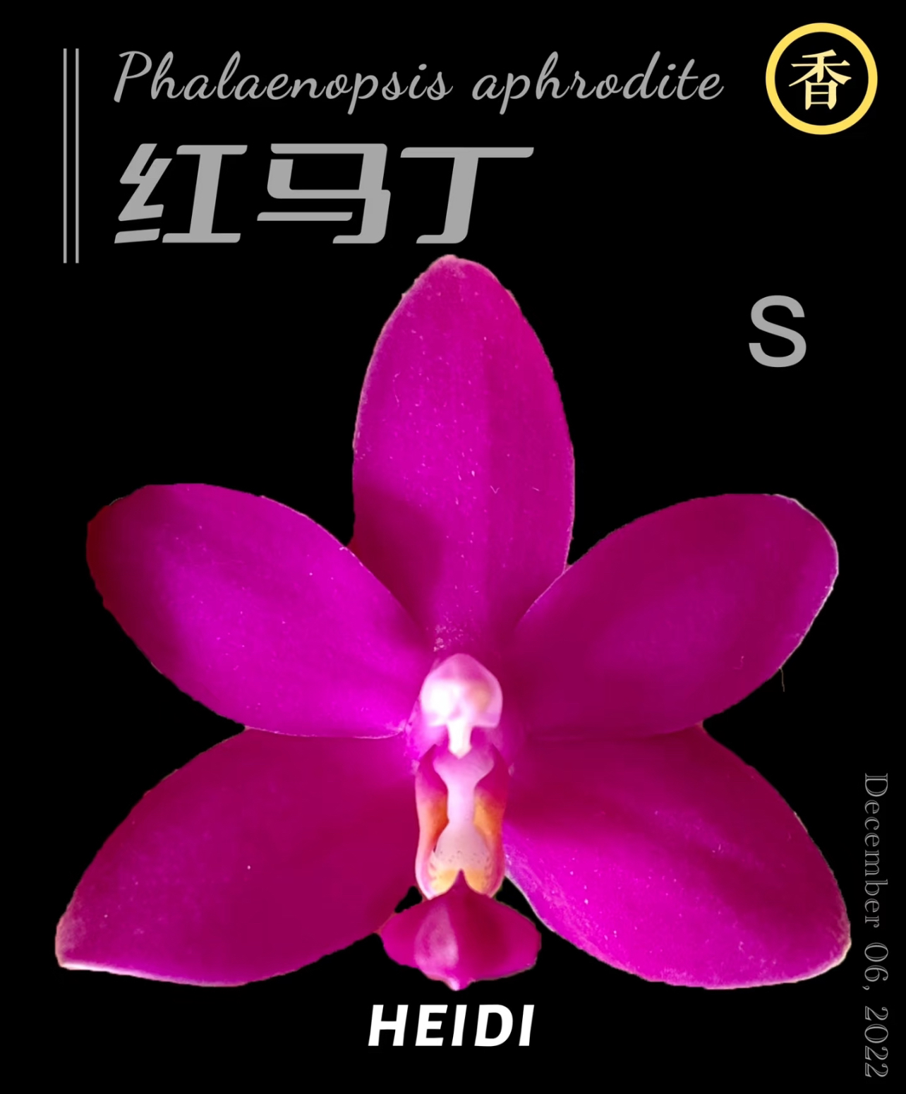 红马丁 3.0加高杯蝴蝶兰 没有花剑 根系好
