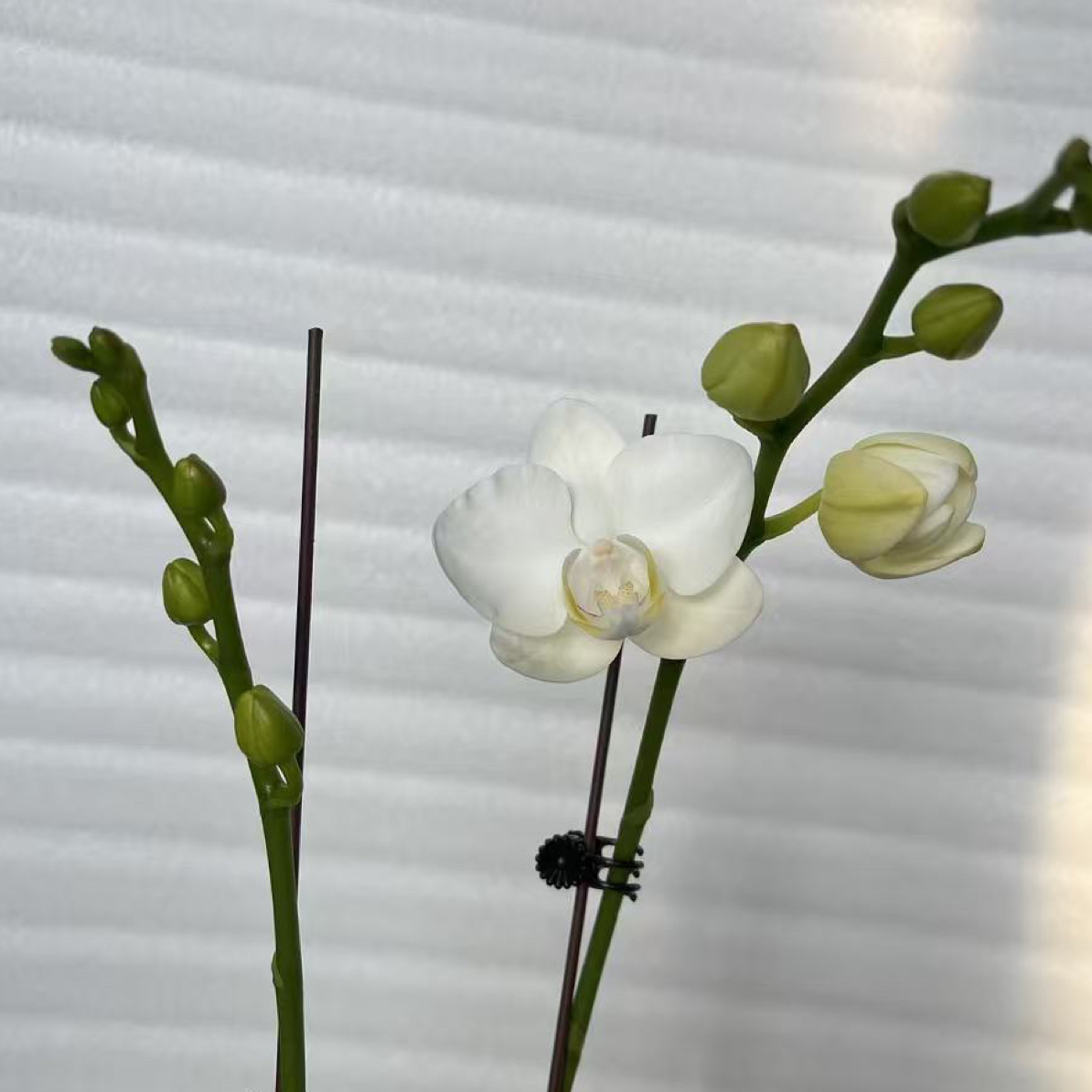 渟叙【阿玛】3.0寸 带花带花苞
