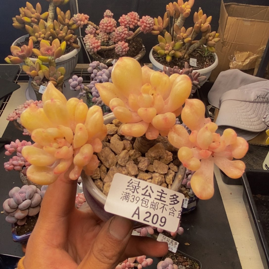 209比尔盖茨多肉7c m