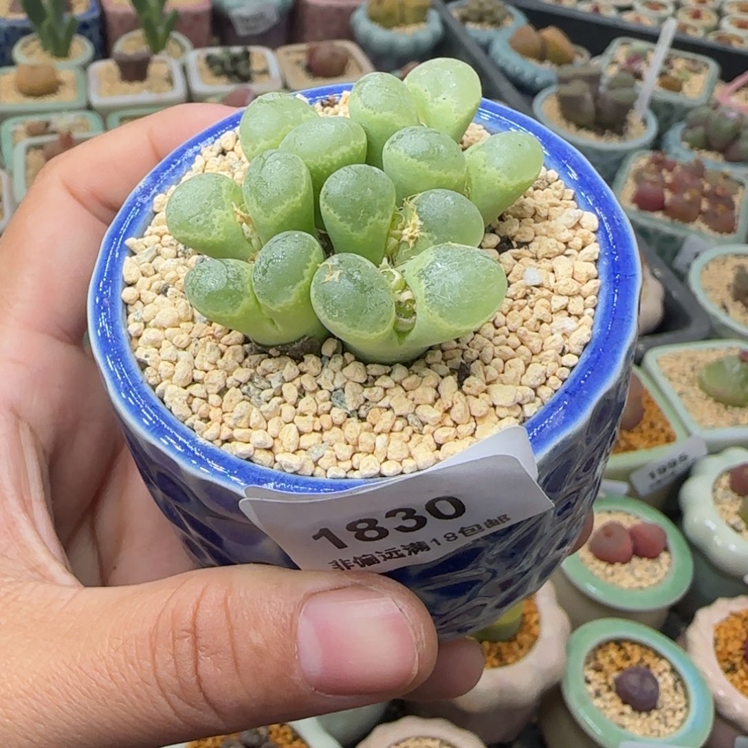 1830--一物一拍 带盆