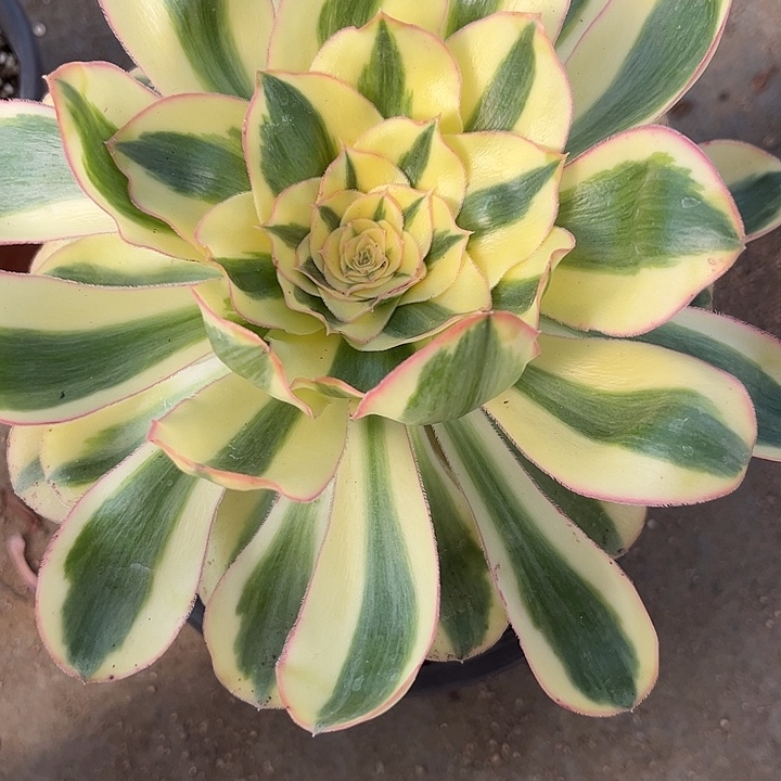 多肉植物燕姿锦…………