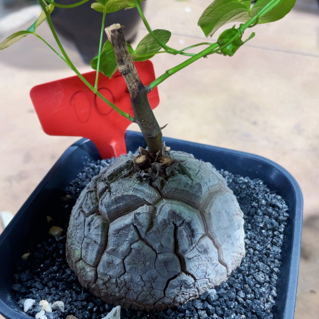 龟甲龙2222222333333