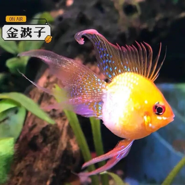 金波子桃心金波子阿凡达蓝波子宝蓝球热带观赏鱼活体