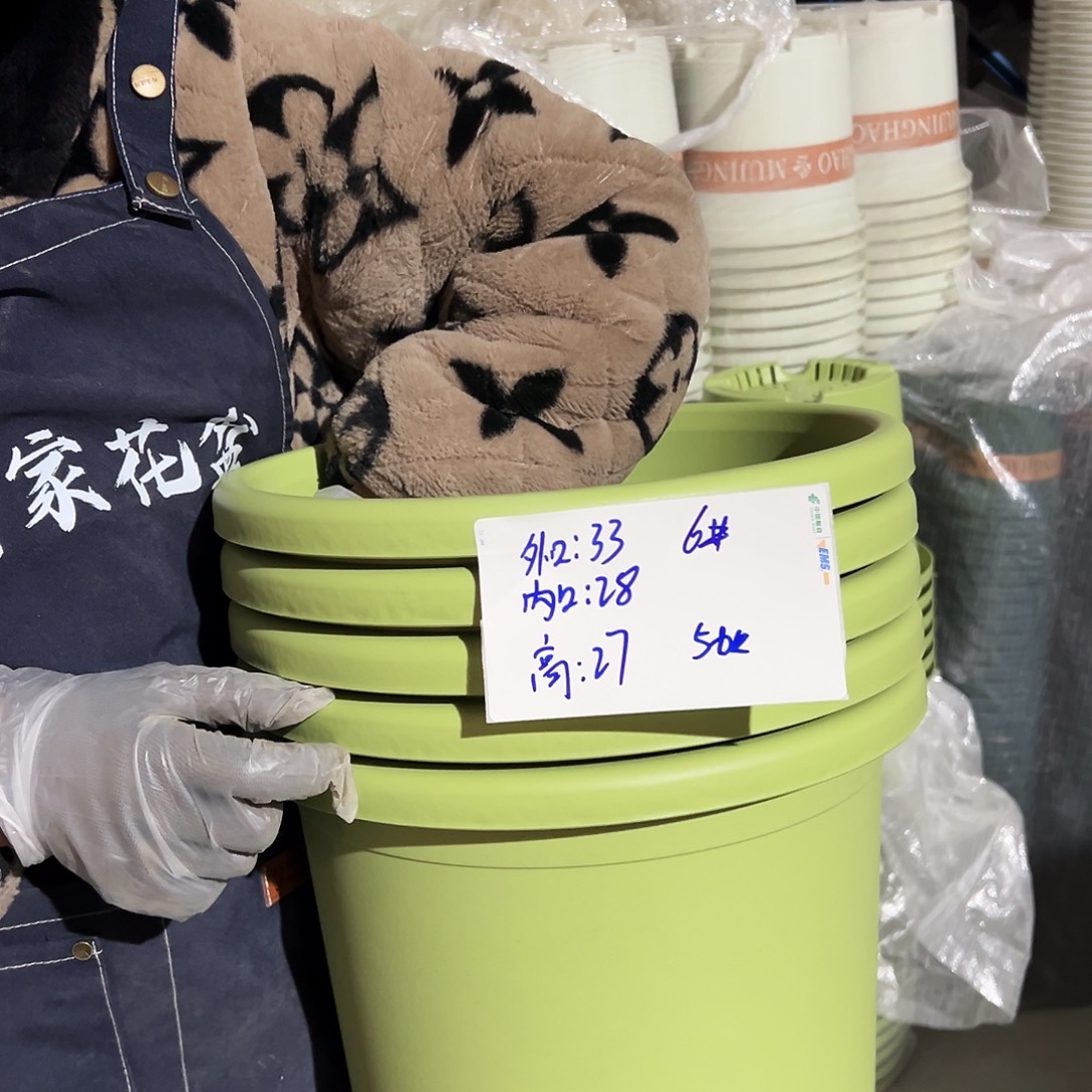 四季盆6#果绿色5个无托