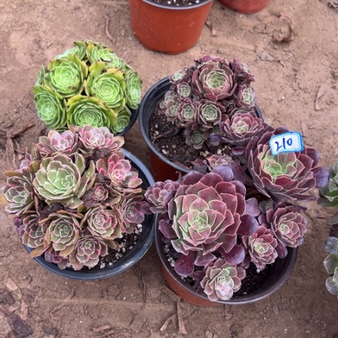 210多肉植物组合，