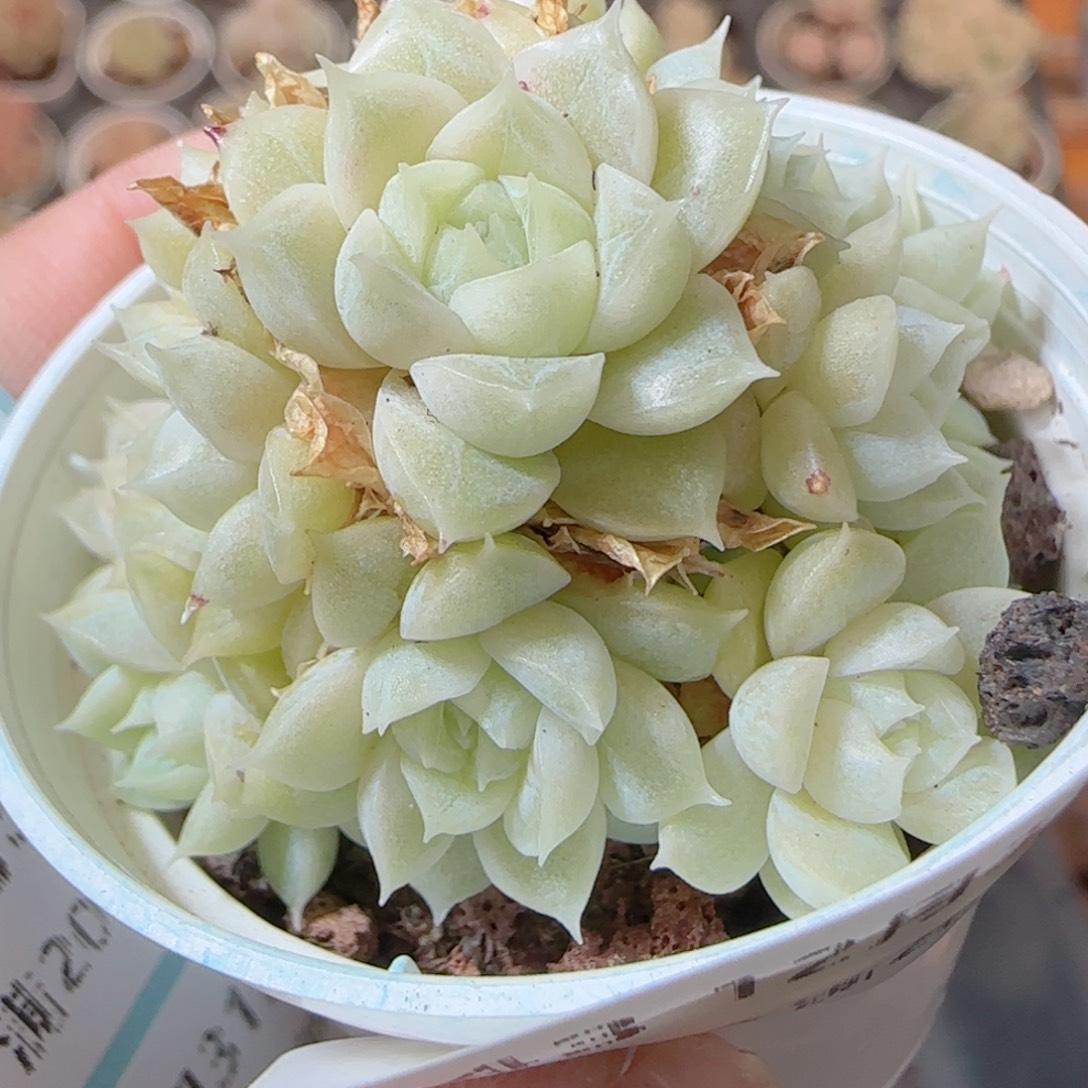 花语多肉1231-143散