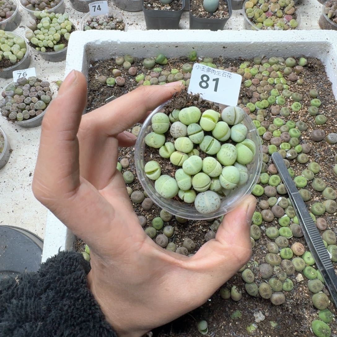 81。 绿大白一盒。多肉植物