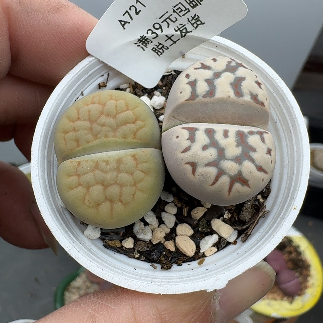 721多肉哈哈哈哈哈哈